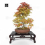 acer-palmatum-deshojo-17030234