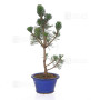 Pinus thunbergii 'kotobuki'