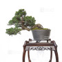 Juniperus chinensis itoigawa 12020254