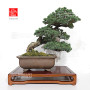 pinus-pentaphylla-nasu-musume-ref-21020252