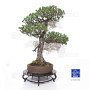 Pinus pentaphylla ref: 21020254