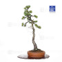 Pinus pentaphylla ref 21020255