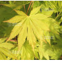 graines-d-acer-shirasawanum-jordan