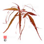graines d'acer amoenum enkan
