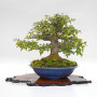 Acer buergerianum ref:25090251