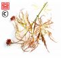 dissectum-beni-shidare-variegated-baby