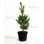 pinus-pentaphylla-variete-ryu-ju-pot-2-litres