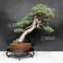 pinus-pentaphylla-ref-30060268