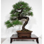 Pinus thunbergii ref: 28070262