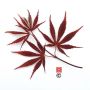 beni-kagami