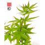 graines-d-acer-palmatum-mama