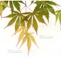 acer-matsumurae-seeds-matsukaze