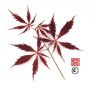 crimson-carol
