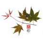 daiji-sen