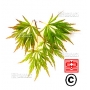 graines-d-acer-matsumurae-seki-mori