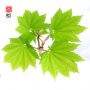 ezo-no-o-momiji