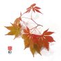 fukaya