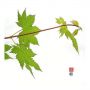 herbstfeuer