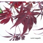 graines-d-acer-amoenum-sumi-nagashi
