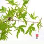 hoshi-kuzu