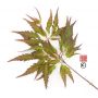 hosoba-koshimino