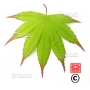 acer-amoenum-seeds-oshio-beni