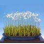 habenaria-radiata-(orchidee)-vendu-a-l-unite