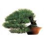 -50-graines-de-pinus-densiflora