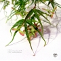 acer-amoenum-seeds-linearilobum
