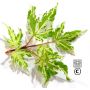 kingsville-variegated