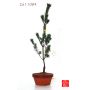 Pinus pentaphylla du Japon