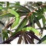 acer-amoenum-seeds-linearilobum-rubrum