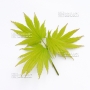 acer japonicum seeds nakai