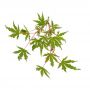 acer-matsumurae-seeds-ezo-nishiki