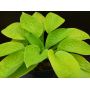 hosta-maui-buttercups