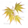 acer-amoenum-seeds-nicholsonii