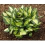 Hosta Whirlwind