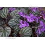 violette-de-coree