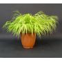 hakonechloa-all-gold-livree-en-pot-plastique