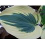 hosta-blue-ivory