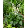 Hosta Devon green