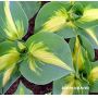 hosta-dream-weaver