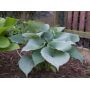 Hosta Moonlight sonata