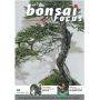 BONSAI FOCUS N° 62