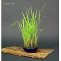 imperata-cylindrica-red-grass