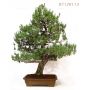 pin-a-5-aiguilles-du-japon-ref-07120113
