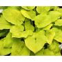 hosta-centerfold