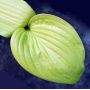 hosta-designer-genes