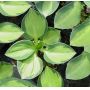 Hosta Holy mouse ears