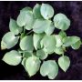 hosta-pewterware